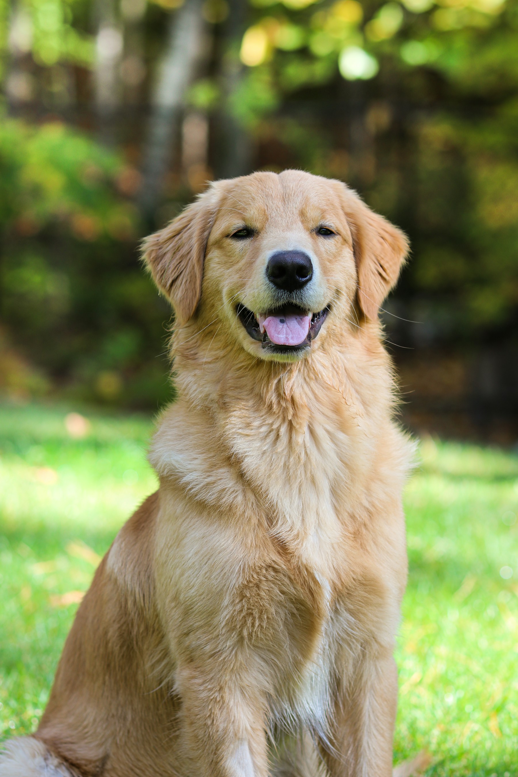Golden retriever enjoying a sunny afternoon in the grass